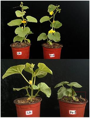 The role of small RNAs in resistant melon cultivar against Phelipanche aegyptiaca parasitization